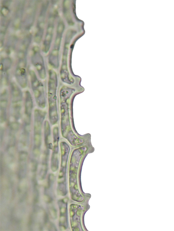 Philonotis fontana var. fontana